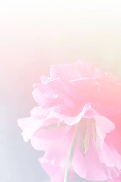 Blurred Pink Rose Flower Background — Stock Photo, Image