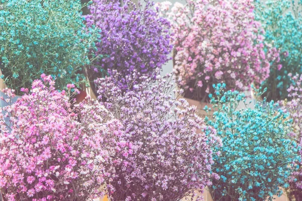 Sekelompok Bunga Kecil Berwarna Warni — Stok Foto