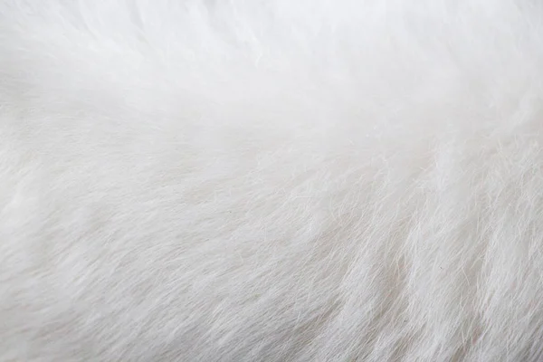 Αφηρημένο Φόντο Της Λευκής Γούνας Γάτας Εικόνας — Φωτογραφία Αρχείου