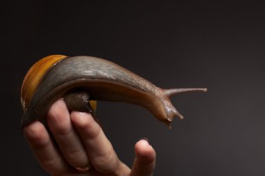 salyangoz yandan. achatina fulica