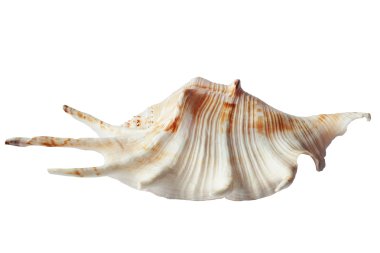 Deniz kabuğu gibi kanser