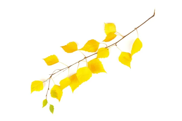 Větvička Podzimních Listů Bříza Izolovaná Bílém Pozadí Žluté Listy — Stock fotografie