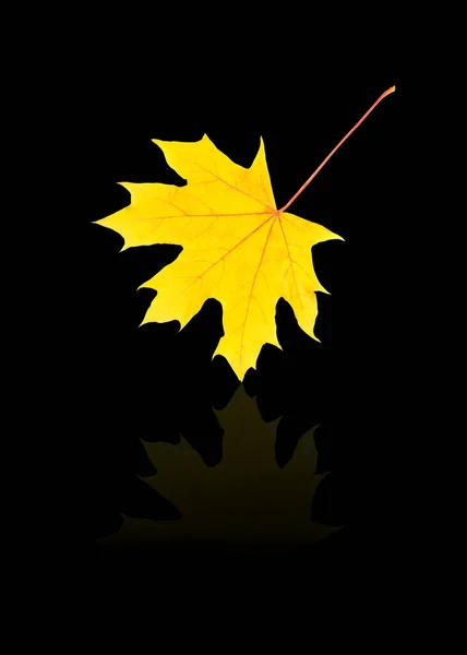 Yellow Maple Leaf Isolated Black Background Reflection Sycamore Sheet Glass — Stock Photo, Image
