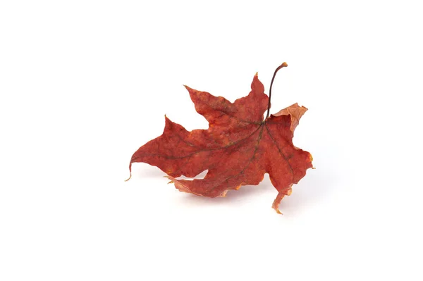 Podzimní Listy Červený Javorový List Izolované Bílém Pozadí — Stock fotografie