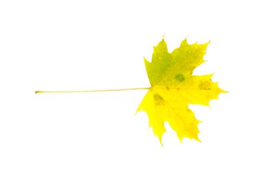 Beyaz arkaplanda sarı yeşil akçaağaç yaprağı izole