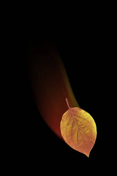 Padající Podzimní List Černém Pozadí Maketa Tvůj Text Bannere — Stock fotografie
