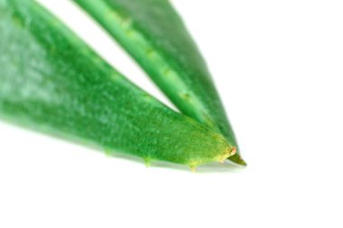 yakın plan aloe vera yaprakları beyaz arkaplanda izole