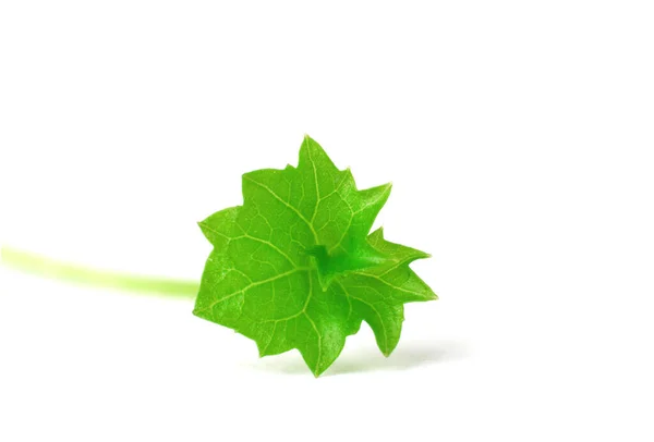 Grüne Saftige Nahaufnahme Blatt Isoliert Auf Weißem Hintergrund — Stockfoto
