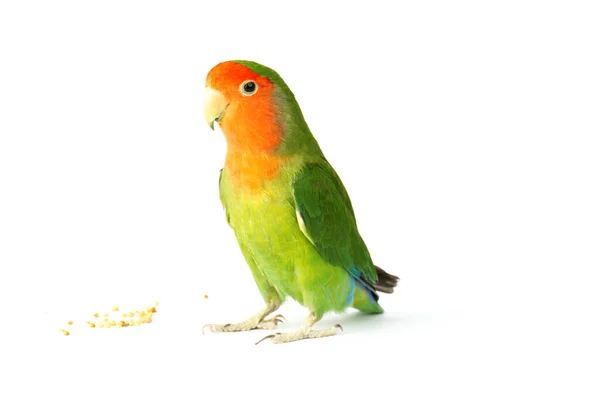 Verliefde Papegaai Geïsoleerd Witte Achtergrond Mooie Kleurrijke Vogel — Stockfoto