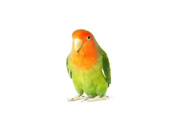 Lovebird Papegoja Isolerad Vit Bakgrund Vacker Färgglad Fågel — Stockfoto