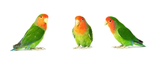 Papagájok Szerelmes Madarak Fehér Alapon Izolált Készlete — Stock Fotó