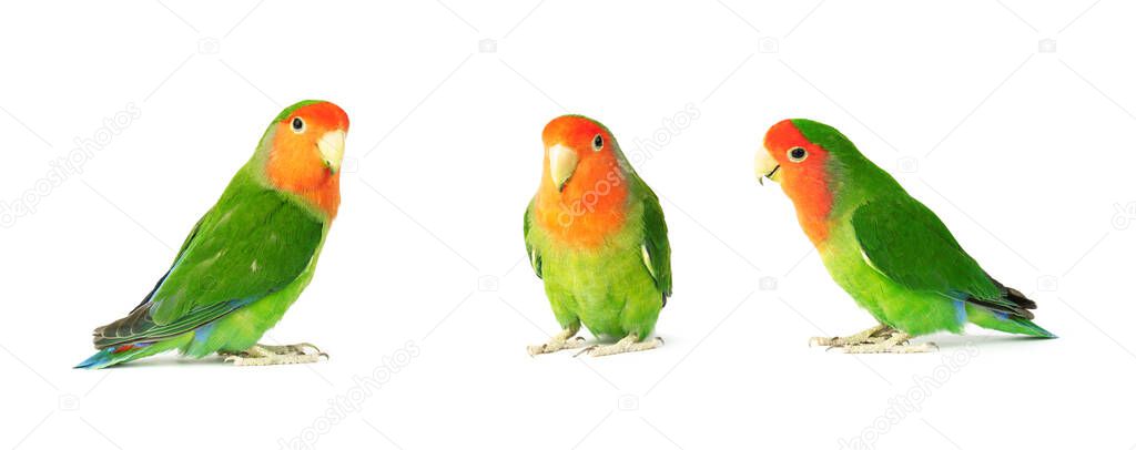 set of parrots, lovebirds isolated on white background