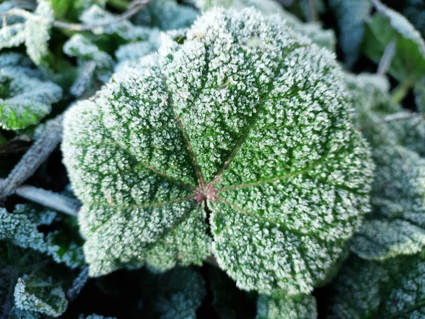 Green leaf covered with frost. white frost covers green leaves — Stock fotografie