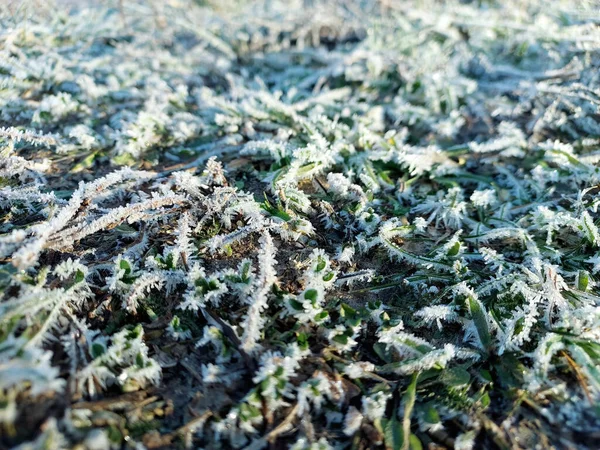 Close-up of ice and frost on the grass and plant leaves, background with frost on the grass —  Fotos de Stock