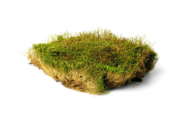 fresh green moss isolated on white background