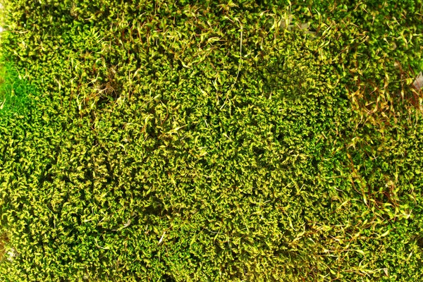 Taze yeşil yosun arka planı. halı bitkisi.