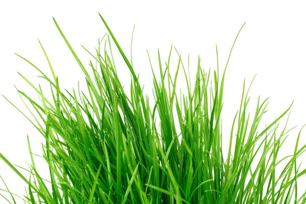 Gröna saftiga gräset isolerad på vit bakgrund — Stockfoto