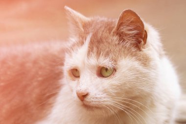 Kedi suratının yakın çekimi. Kedi uzağa bakıyor.