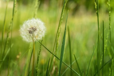 Kapalı karahindiba tomurcuğu. Yeşil çimlerde beyaz karahindiba çiçekleri.