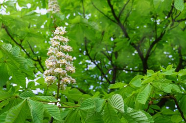 Ağaçta kestane rengi. İlkbaharda çiçek açan kestane ağacı. Doğa