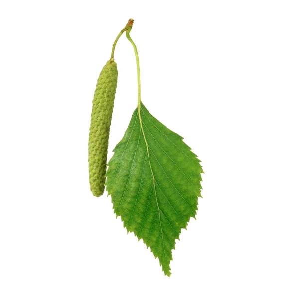 Birch Leaf Catkin Isolated White Background — Stock Photo, Image