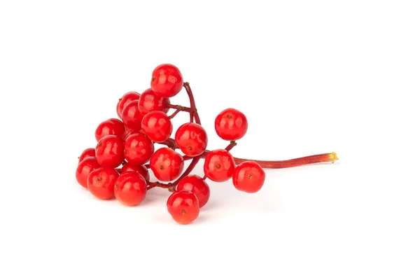 Viburnum Branch Isolated White Background Red Juicy Berries — Photo