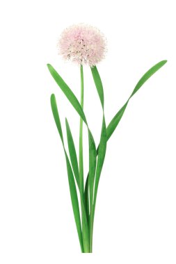 green onion flowers isolated on white background. chives
