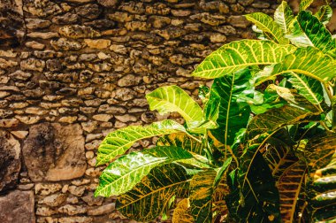 アート梅おいしい果物イラスト.