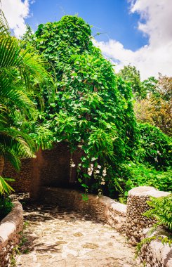 アート梅おいしい果物イラスト.