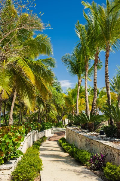 Tropical park — Stock Photo, Image