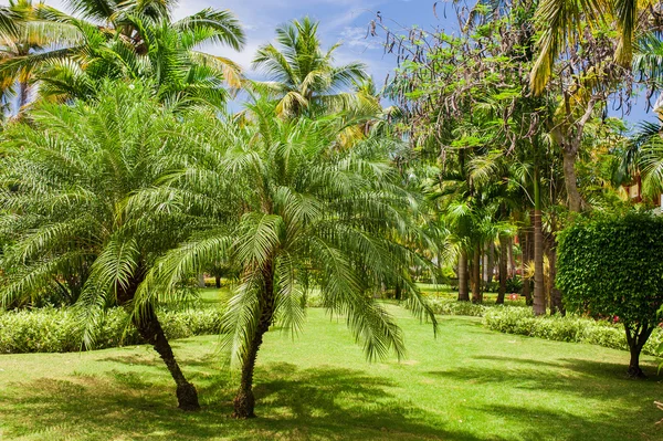 Tropikalny park — Zdjęcie stockowe