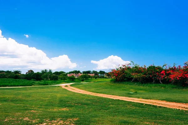 Green grass field landscape — Stock Photo, Image