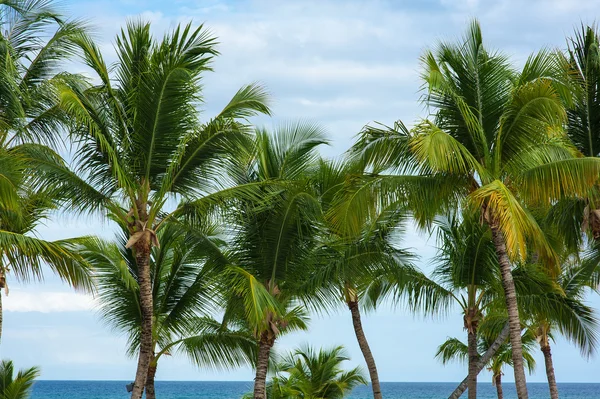 Raj tropikalny — Zdjęcie stockowe