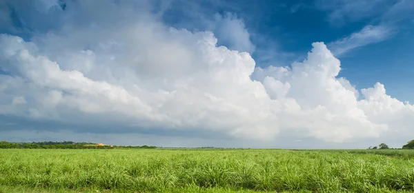 Caribbean sugar cane plantations in Dominican Respublic — Stock Photo, Image