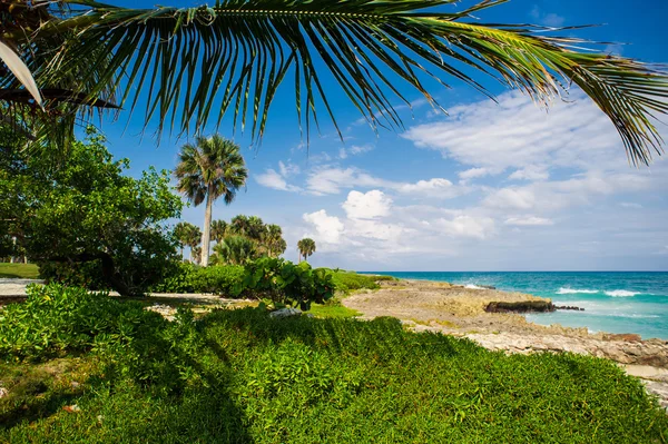 Palma e spiaggia tropicale nel paradiso tropicale — Foto Stock