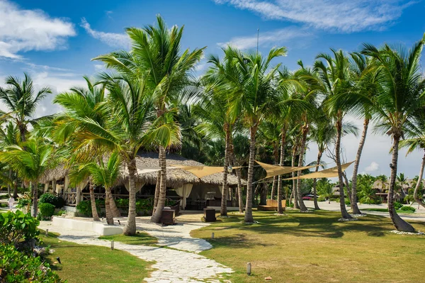 Palm and tropical beach in Tropical Paradise — Stock Photo, Image