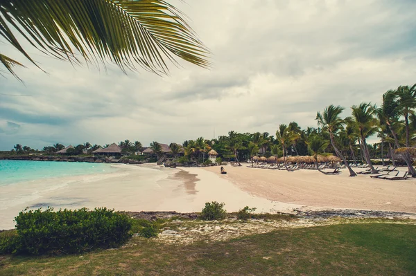 Palm og tropisk strand – stockfoto