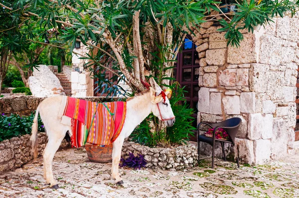 Meksykańskie osioł w starożytnej miejscowości — Zdjęcie stockowe