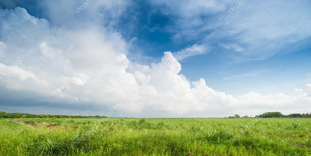Caribbean sugar cane plantations in Dominican Respublic. Sugarcane field in blue sky and white cloud. Vibrant panorama of sugar cane plantation in Australia, Cuba.