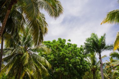 tropikal park