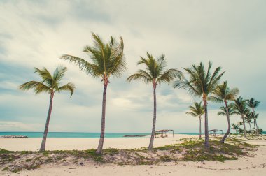 Palm and tropical beach clipart