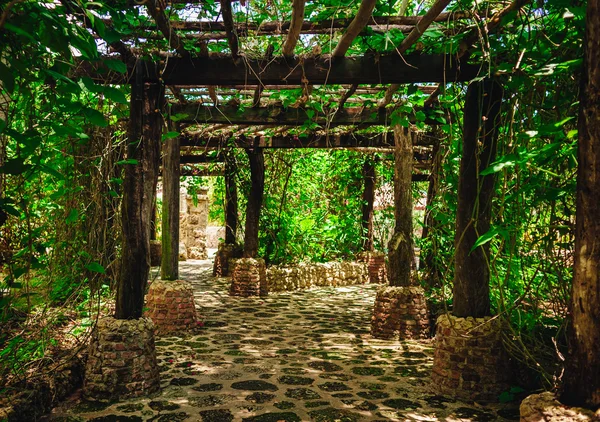 Straße verläuft durch Baumallee im tropischen Garten — Stockfoto