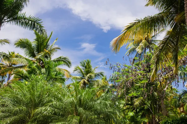 Tropical park — Stock Photo, Image