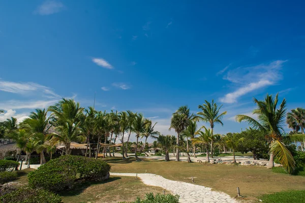 Palma e spiaggia tropicale nel paradiso tropicale — Foto Stock