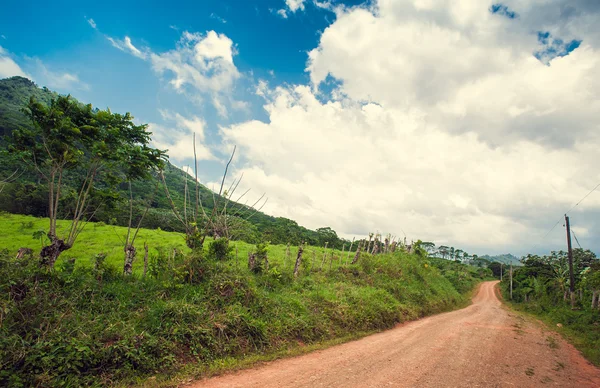 Тропические джунгли Доминиканской Республики — стоковое фото