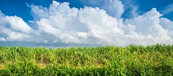 Dominik respublic Karayip şeker kamışı tarlaları