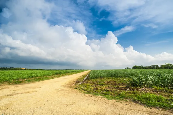 Piantagioni di canna da zucchero dei Caraibi in Repubblica Dominicana — Foto Stock