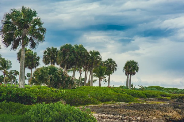 Palm and tropical beach — Stock Photo, Image