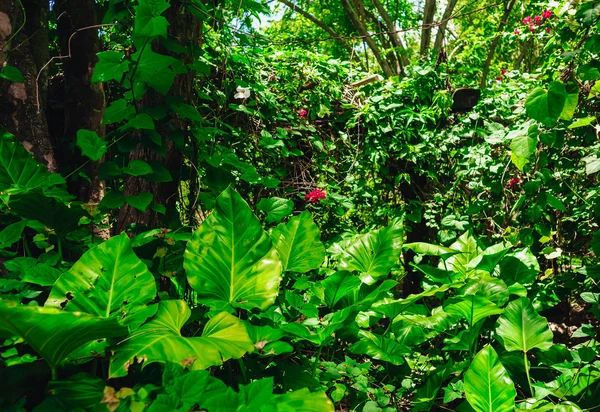 Pflanzen im tropischen Garten. — Stockfoto