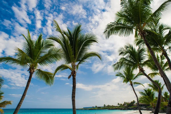 Palm and tropical beach in Tropical Paradise — Stock Photo, Image